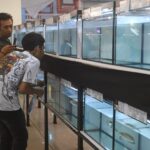 Ikan Gabus Hias Tampil di Sriwijaya Channa Contest