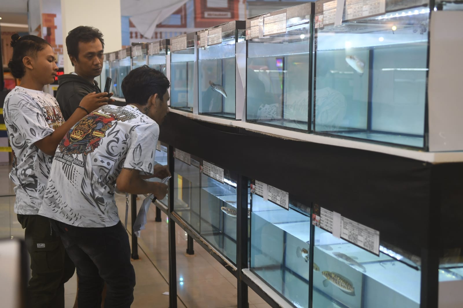 Ikan Gabus Hias Tampil di Sriwijaya Channa Contest