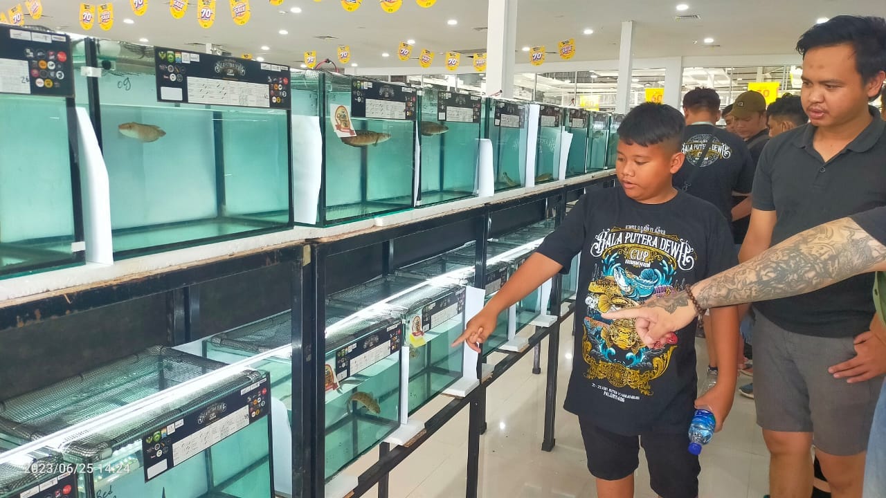 155 Peserta Ikuti Kontes Ikan Channa di Palembang