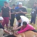 PUPR Kota Palembang, Potong 14 Sapi Kurban