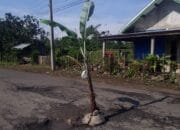 Jalan Rusak, Warga Tanam Pohon Pisang
