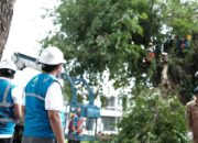 PLN Muara Enim Eksekusi Pohon Penyebab Gangguan