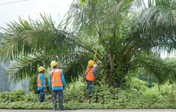 Goesr PLN ULP Ampera, Lakukan Pemangkasan Ranting Pohon