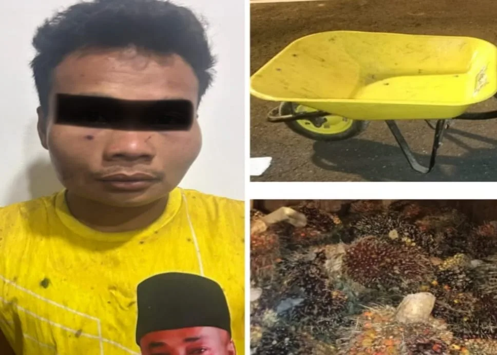 Tertangkap Tangan Curi Sawit, DY Terancam 7 Tahun Penjara