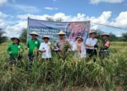 Lewat Program Kesatria, Terbukti Petani OKI Berhasil Panen Padi Gogo di Lahan Sawit