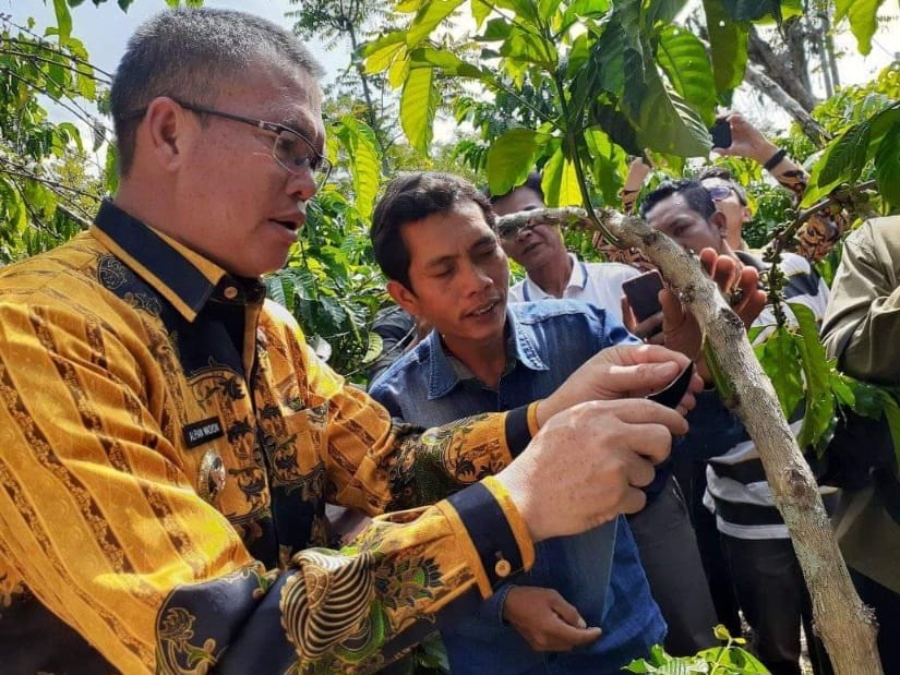 Kopi Sumber Kehidupan Masyarakat Besemah Program Unggulan Alaf yang Didukung Jalur Langit 2024 Sempat Tembus Harga 70ribu/kg