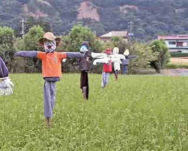 ORANG-ORANGAN SAWAH