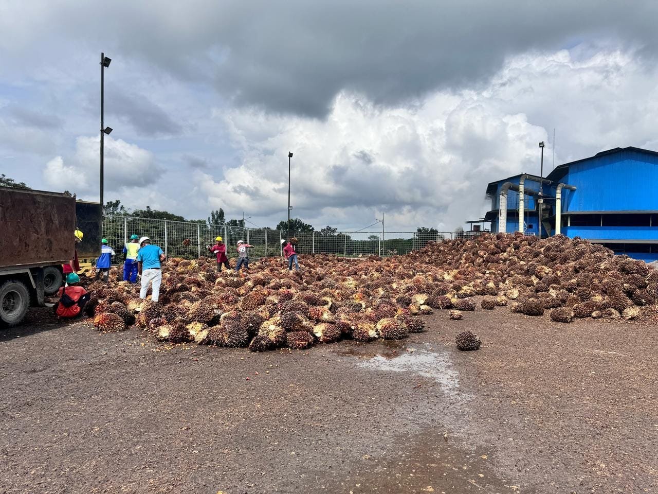 Dukung Net Zero Emission 2060, PLN Salurkan Listrik Hijau ke Industri Sawit