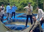 Panen Perdana Ikan Baung di PALI: Inovasi Lokal yang Tembus Batas dan Dongkrak Ekonomi