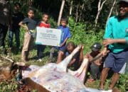 Tangis Bahagia Warga Pelosok Saat PLN Antar Kurban hingga ke Ambon dan Wajo