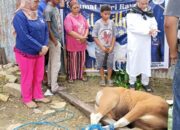 Berbagi Kepedulian! Dominggus Mandacan Sumbang Sapi Kurban untuk Fakfak