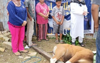 Berbagi Kepedulian! Dominggus Mandacan Sumbang Sapi Kurban untuk Fakfak