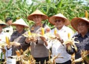 Panen Raya Jagung Serentak di Prabumulih, Bukti Sinergi Pemkot dan Polres Dukung Ketahanan Pangan Nasional