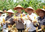 Panen Raya Jagung Serentak di Prabumulih, Bukti Sinergi Pemkot dan Polres Dukung Ketahanan Pangan Nasional