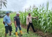 Polsek Bomberay Pantau Perkembangan Tanaman Jagung di Lahan Perkebunan Sawit Thesa 1