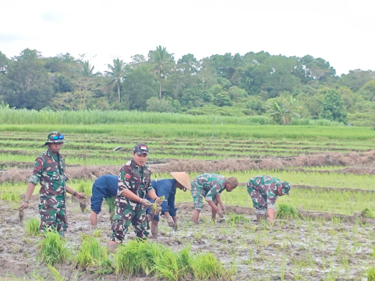 Tanam Padi di Warisa Mulya, TMMD Kodim Fakfak Dukung Ketahanan Pangan Nasional