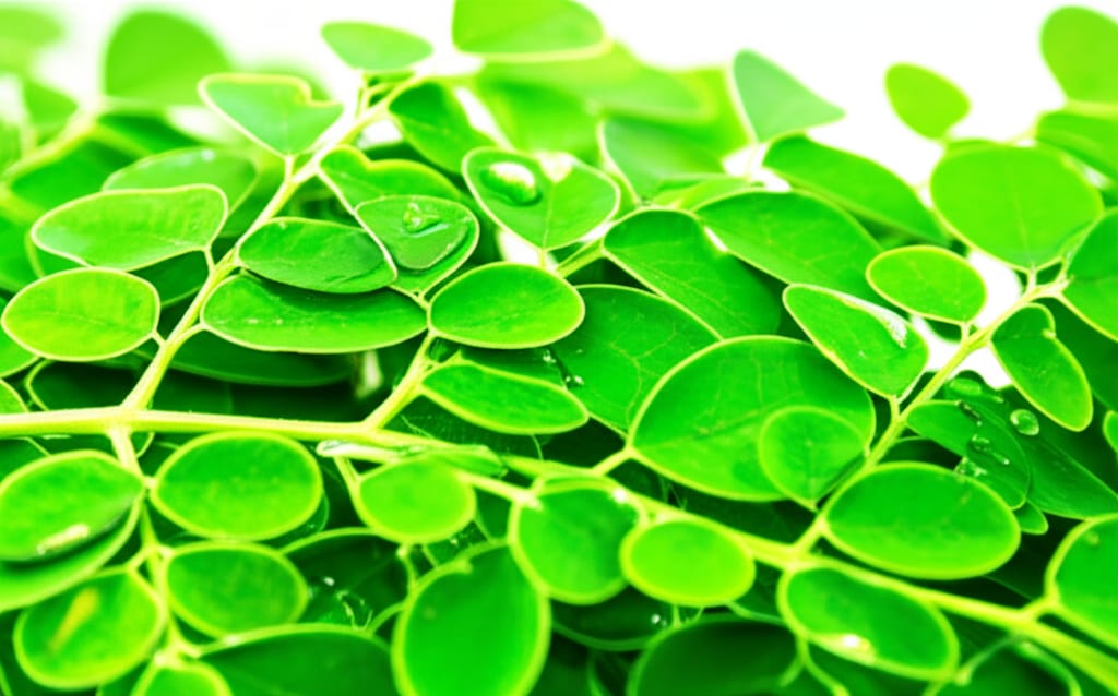 Daun Kelor, Superfood Ajaib dengan Segudang Manfaat Kesehatan yang Tak Terbantahkan