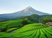 Pesona Pagaralam: Surga Tersembunyi di Sumatera Selatan, Wajib Dikunjungi!