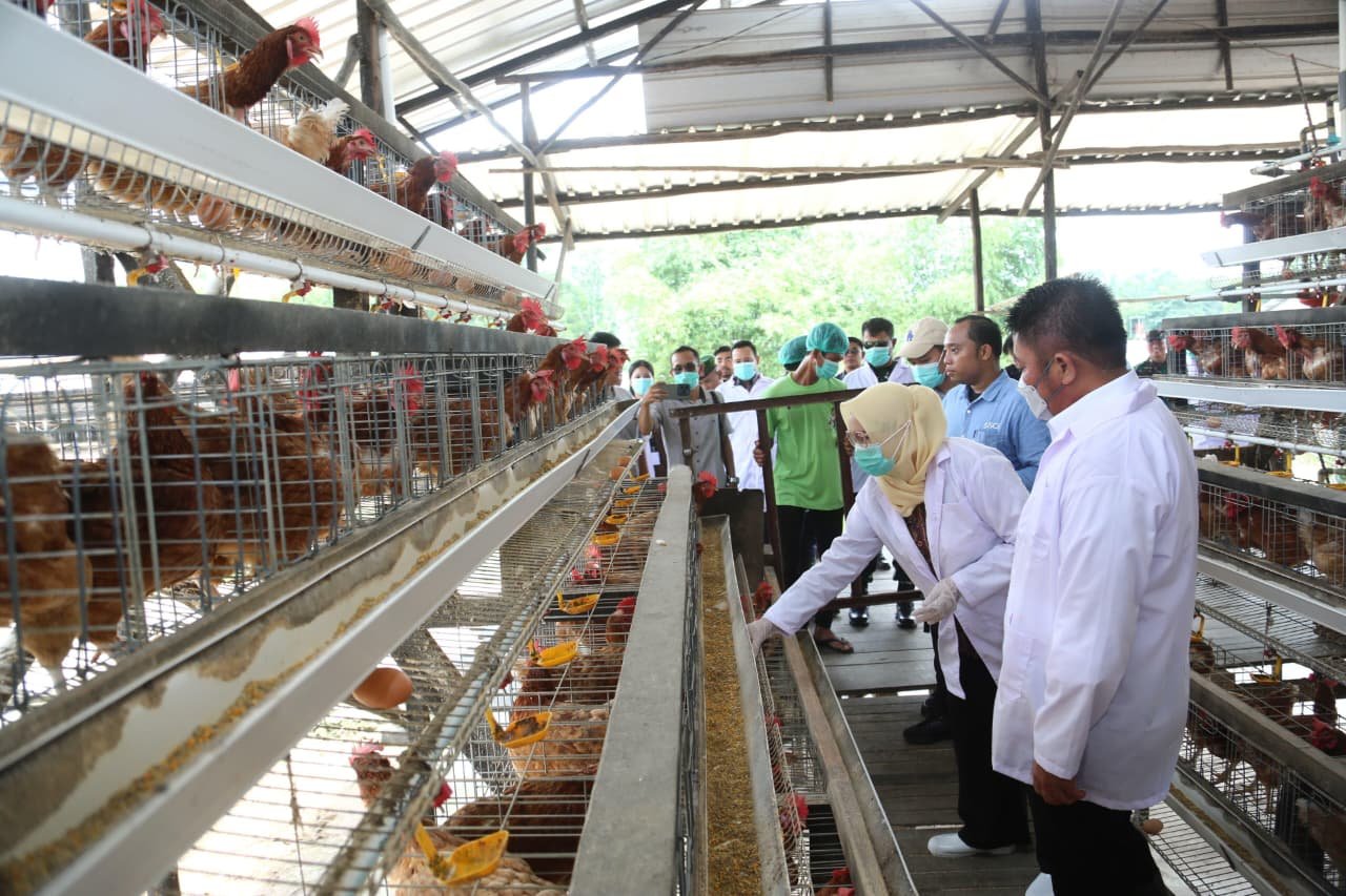 Herman Deru Serahkan Sertifikat NKV dan GFP ke Peternak Ayam Banyuasin
