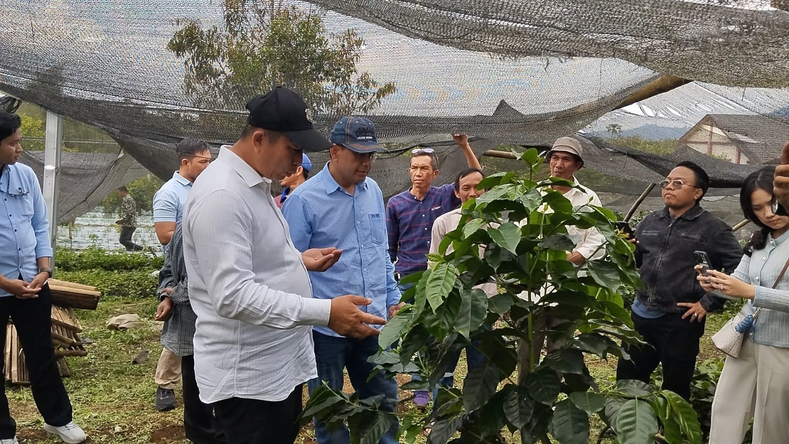 Pagaralam Fokus Kembangkan Kopi Raden Kuning, Harga Capai Rp 1 Juta per Kg