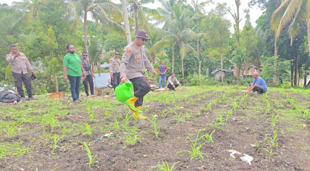Polsek Fakfak dan Kelompok Tani Tunas Baru Mulai Merawat Jagung Hibrida Dukung Ketahanan Pangan