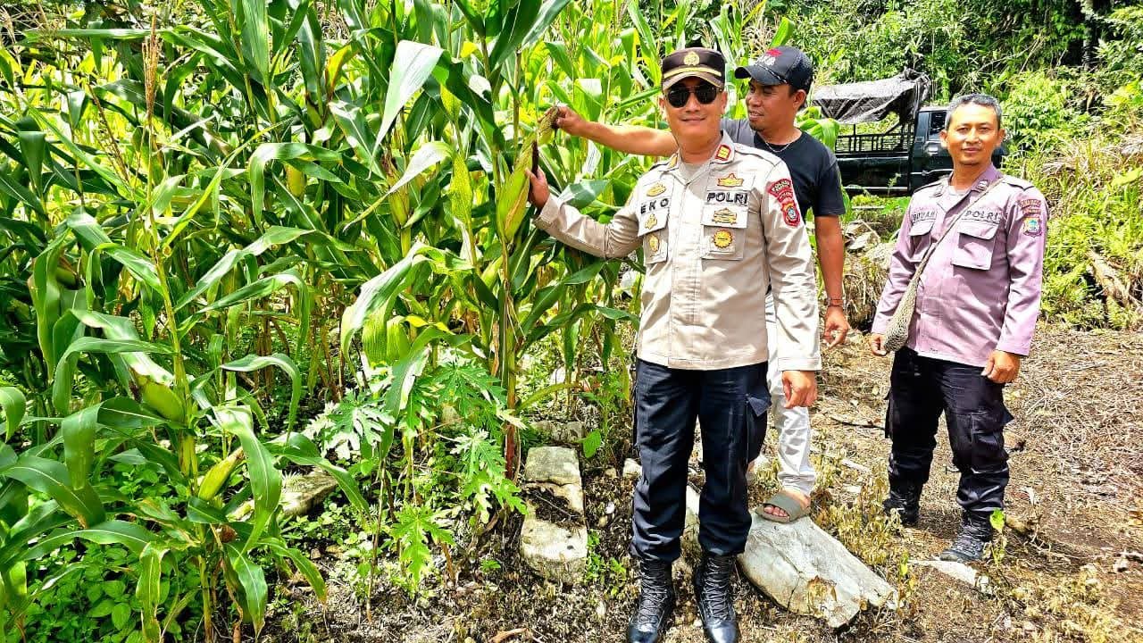 Wujudkan Ketahanan Pangan, Kapolsek Fakfak Kawal Langsung Perkembangan Kebun Jagung di KM 10