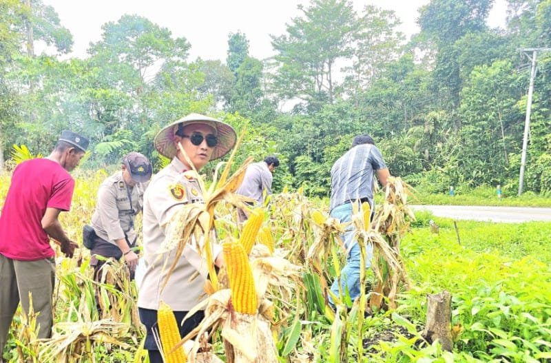 Polsek Fakfak Sukses Panen Raya Jagung Hibrida di Lahan Binaan