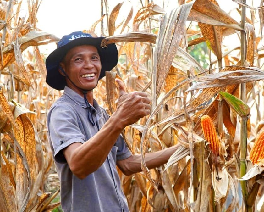 Petani jagung tersenyum lebar, ayam petelur ikut tenang