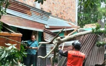 Angin Kencang Terjang Pagaralam, Pohon Tumbang Timpa Rumah Warga