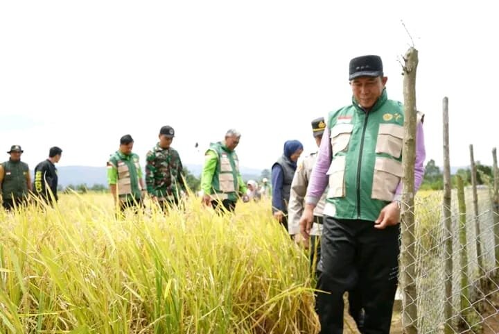 Dukung Program Presiden Prabowo, Wako Ludi Oliansyah Hadiri Panen Raya Padi di Dempo Selatan