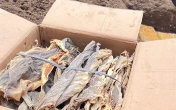 KKP Musnahkan Kulit Hiu-Pari Ilegal, Apa Dampaknya?