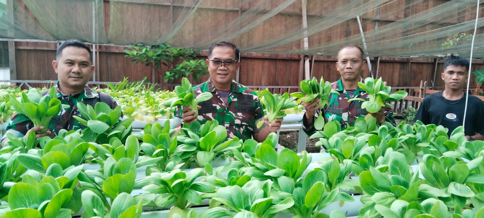 Danrem 182/JO Panen Pakcoy Organik, Lahan Makorem Disulap Jadi Kebun Produktif