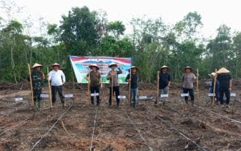 Sinergi Dukung Ketahanan Pangan, Polsek Lais Tanam Jagung Hibrida di Lahan HGU PTPN IV Regional 7 Betung