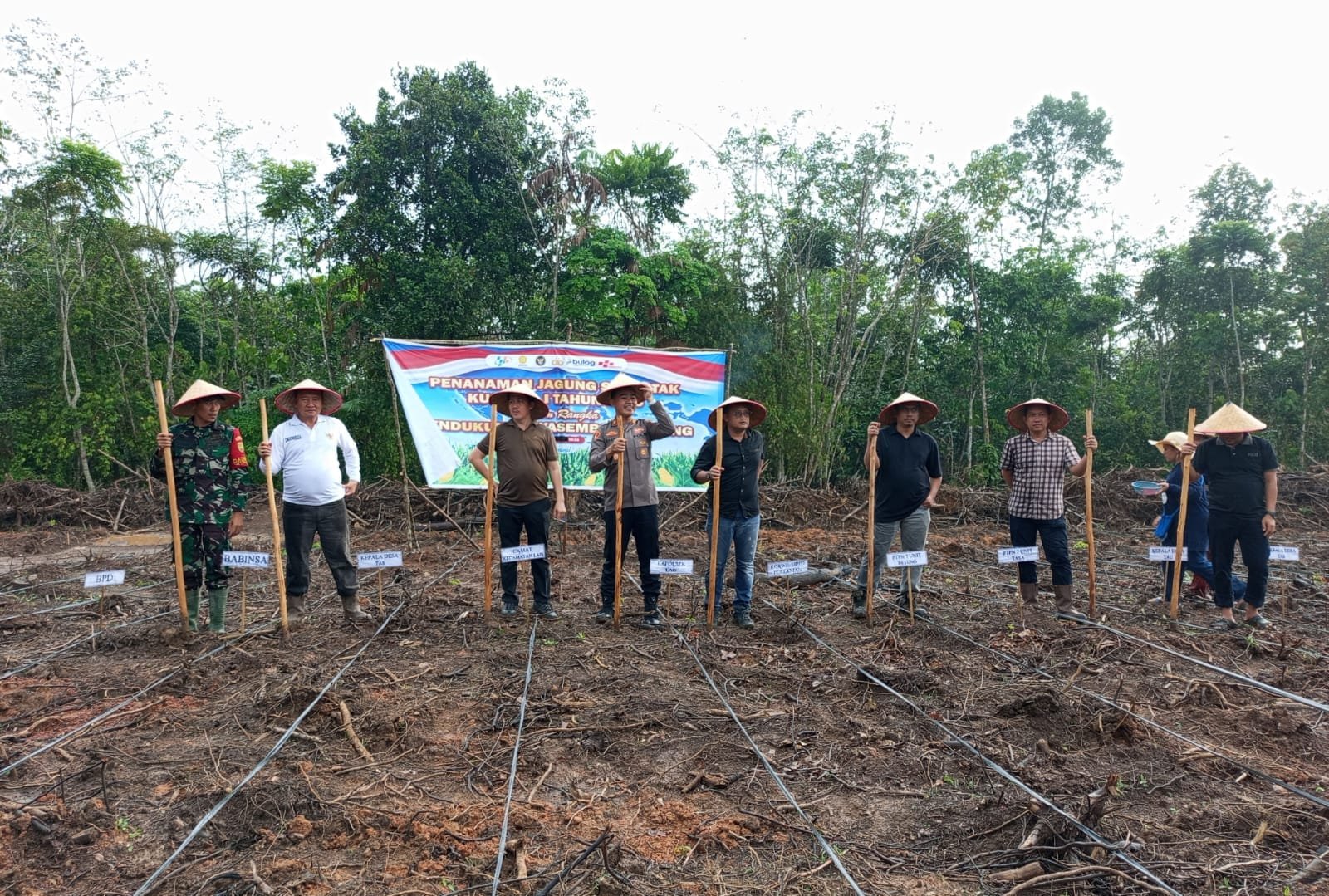 Sinergi Dukung Ketahanan Pangan, Polsek Lais Tanam Jagung Hibrida di Lahan HGU PTPN IV Regional 7 Betung