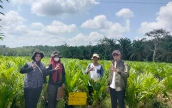 Jaga Mutu Bibit Unggul Kelapa Sawit, CV Alam Hijau Lestari Gandeng Pengawas Benih BPSBTP 