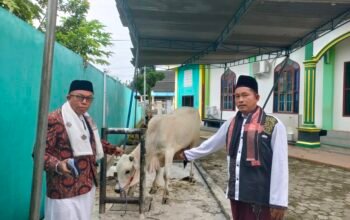Wali Kota Lubuklinggau, H Rachmat Hidayat Berikan Seekor Sapi Kurban untuk Masjid Anniyaturrohimin 
