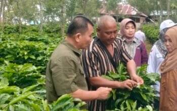 TAM Kementan Brigjen Arief Cek Fisik Kebun Induk Kopi Robusta Sintaro