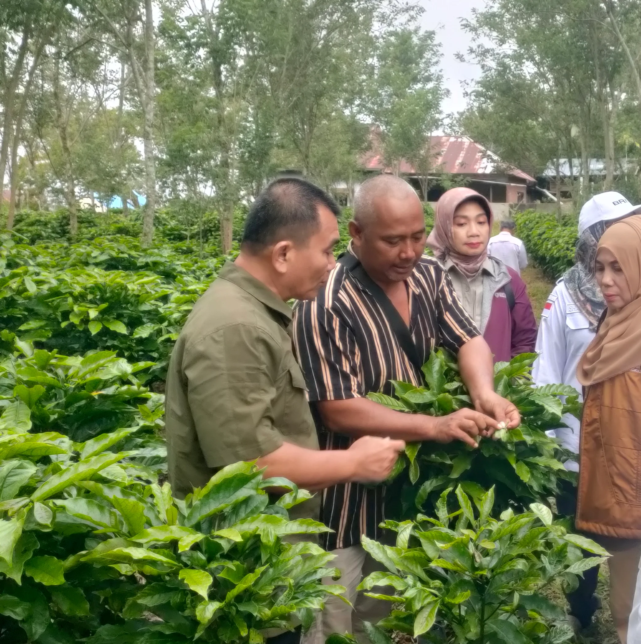 TAM Kementan Brigjen Arief Cek Fisik Kebun Induk Kopi Robusta Sintaro