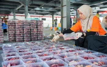 PLN UID S2JB Sembelih 8 Sapi dan 9 Kambing di Idul Adha 1447 H
