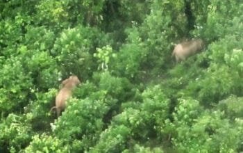 Setelah Kasus Kematian, 17 Gajah Seblat Terekam Utuh