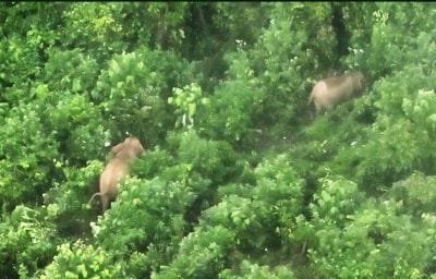 Setelah Kasus Kematian, 17 Gajah Seblat Terekam Utuh