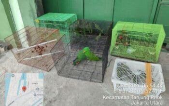 Tanjung Priok Bukan Kebun Binatang,100 Burung Langka Papua Gagal Diselundupkan di Pelabuhan