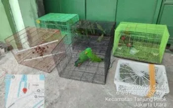 Tanjung Priok Bukan Kebun Binatang,100 Burung Langka Papua Gagal Diselundupkan di Pelabuhan