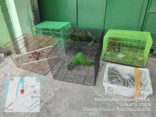 Tanjung Priok Bukan Kebun Binatang,100 Burung Langka Papua Gagal Diselundupkan di Pelabuhan
