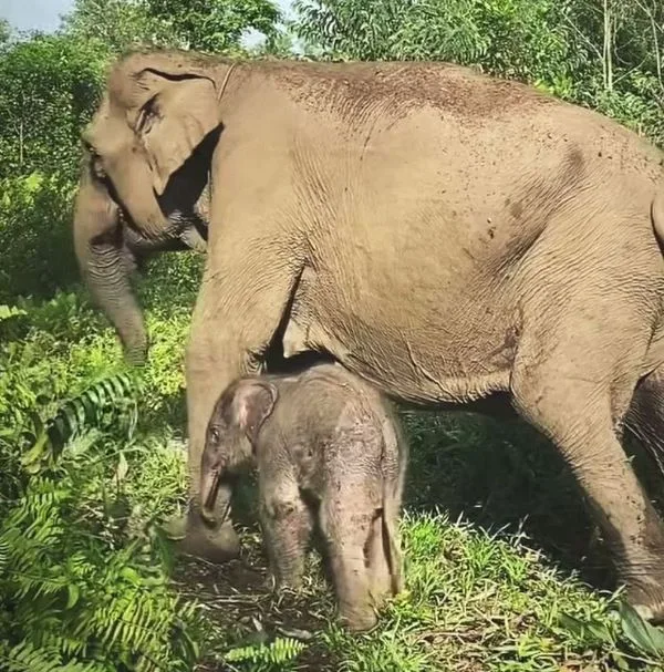 Anak Gajah Sumatera Lahir, Ria Kembali Jadi Ibu Kelima