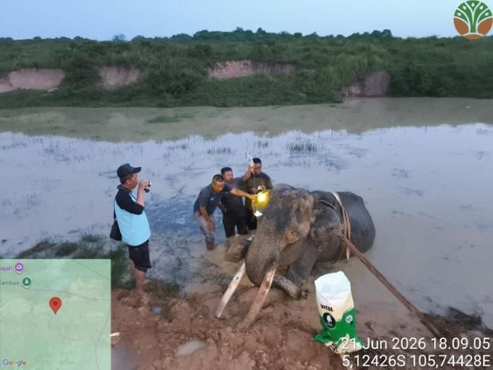Gajah Indra Mati, Akhiri 31 Tahun Pengabdian di Way Kambas