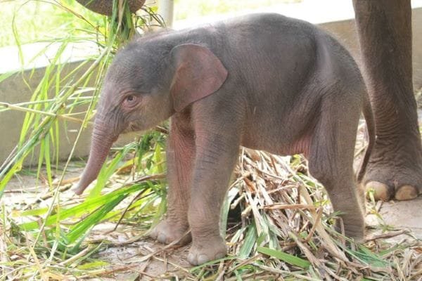 Baby Gajah Sumatera Lahir 123 Kg, Aris-Mega Tambah Keturunan