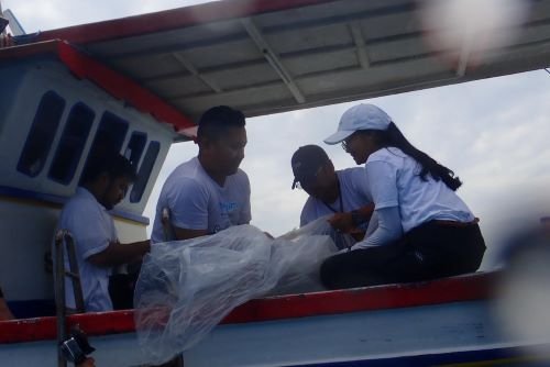 Kenapa Hiu Perlu “Sekolah Dulu” Sebelum Kembali ke Laut?