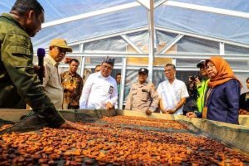 Kakao Ende Jadi Jalan Naik Kelas Petani Miskin NTT
