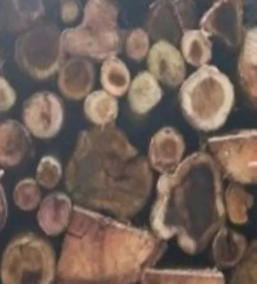 Pernah Diamankan, NRM Kembali Terlibat Illegal Logging